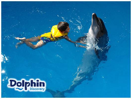Cupón de regalo o descuento en actividades Dolphin Discovery